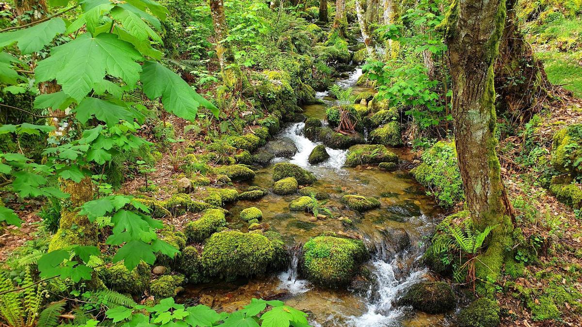 Bosque de alto valor ecosistémico: agua pura, senderos y sombras.