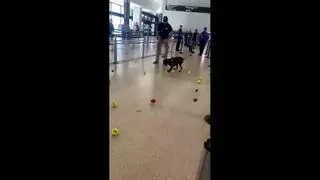 Así despiden en el aeropuerto de San Francisco a Szamba, el perro detector de explosivos