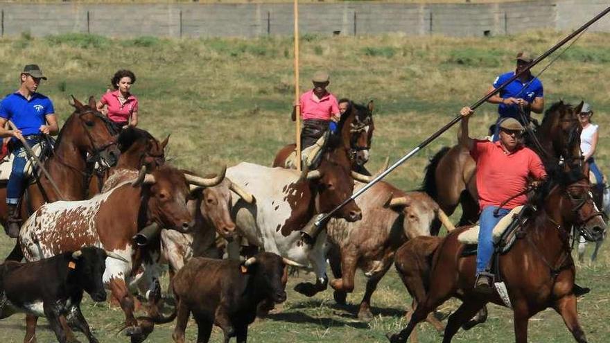 Los caballistas conducen a bueyes y vaquillas por la Reguera en la mañana de ayer.