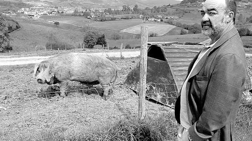 Koldo Osoro, junto a un gochu de raza astur-celta, en una de las fincas del Serida, en Villaviciosa.