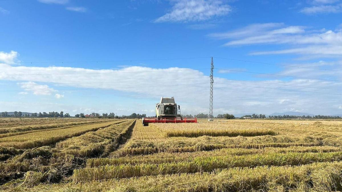 Trabajos de cosecha en una parcela cultivada de arroz.