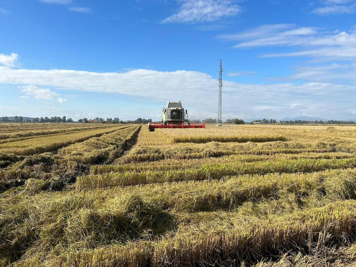 Trabajos de cosecha en una parcela cultivada de arroz.