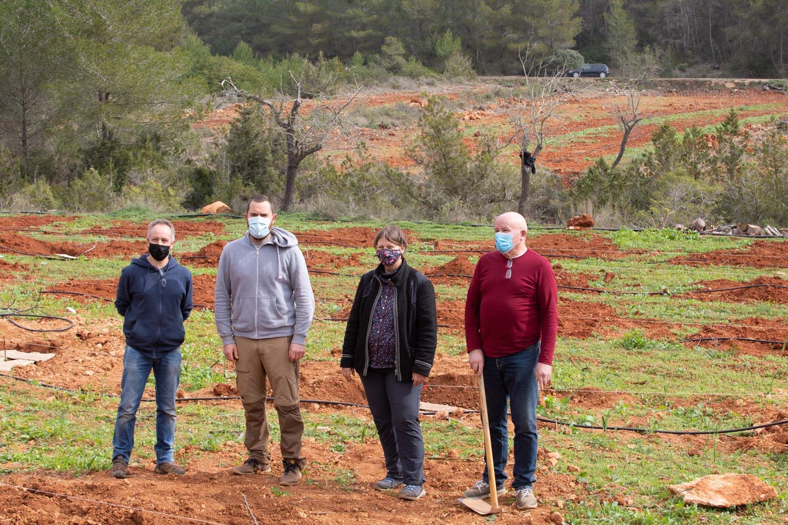 Higos en un bancal abandonado de Ibiza