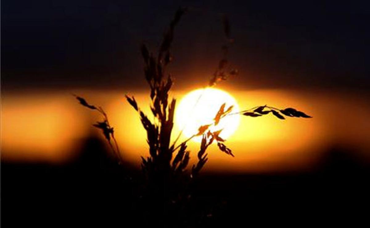 Les espigues de blat es retallen per la llum del sol ponent en una granja pròxima a Gunnedah, al nord-oest de Sydney (Austràlia).