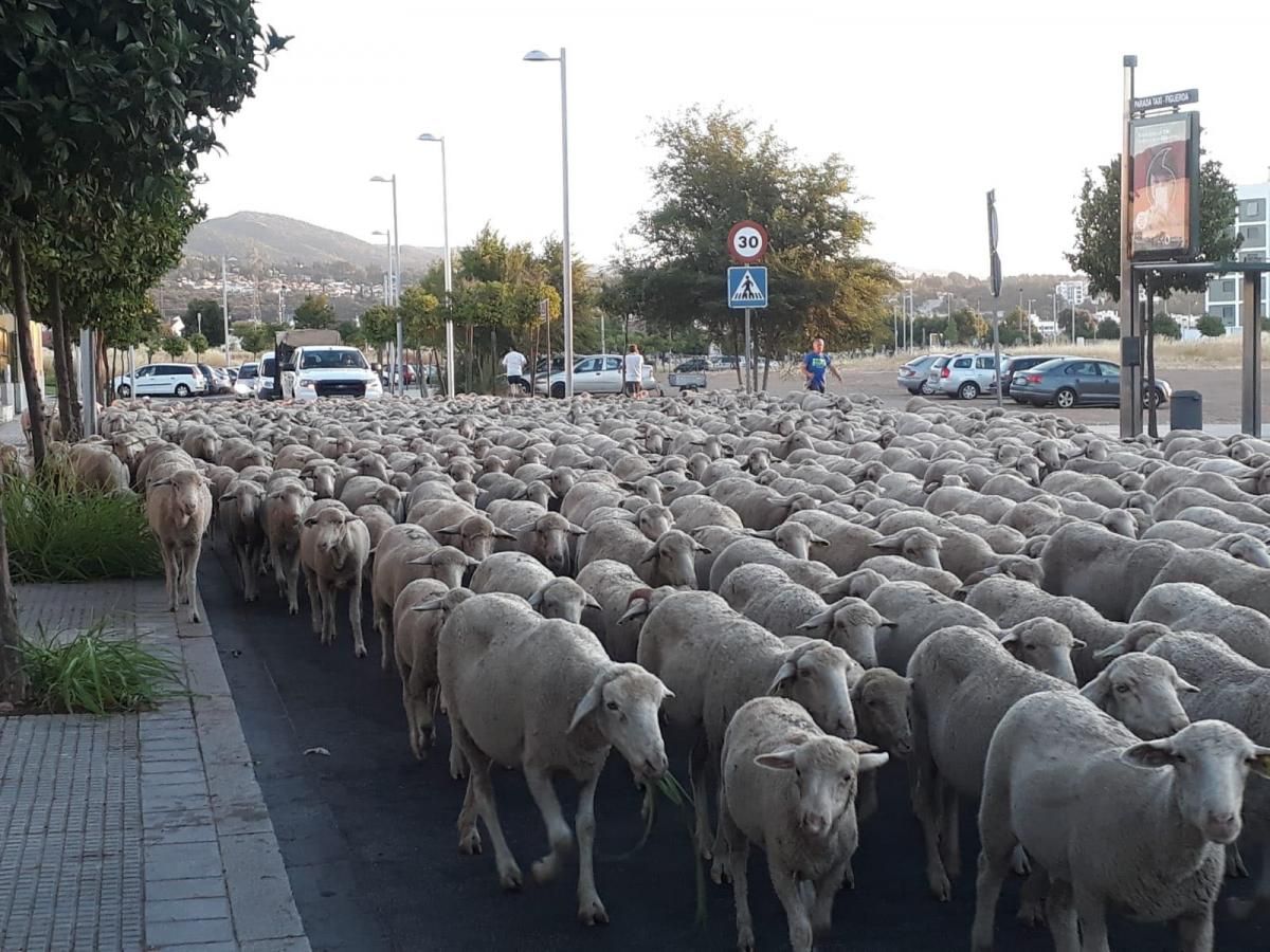 La trashumancia, aún viva a su paso por Córdoba