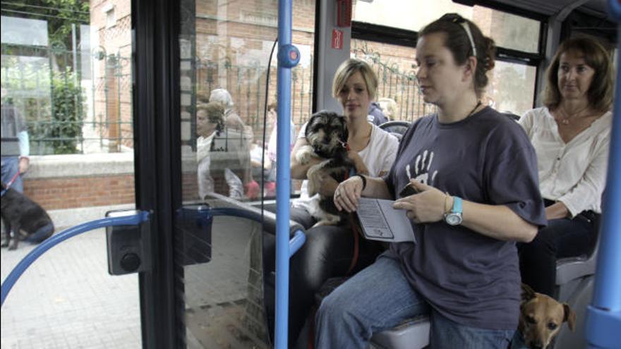 Ab 2022 dürfen Hunde in allen Stadtbussen in Palma mitfahren