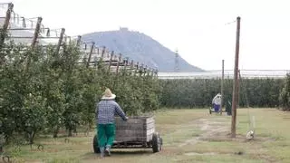 Poma de Girona preveu la segona collita més alta de la seva història