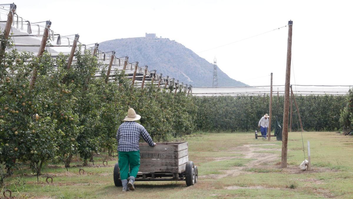 VÍDEO | Poma de Girona preveu més collita i superar les 96.000 tones