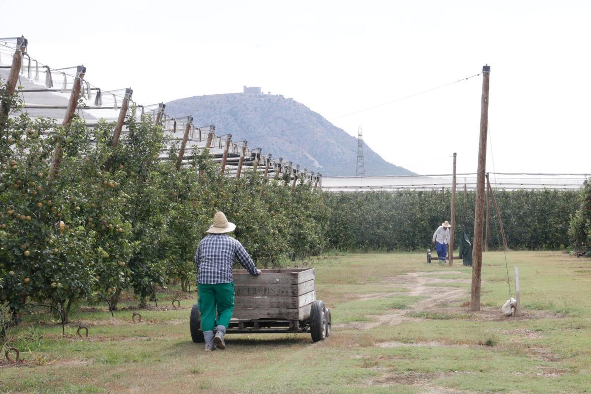 Inici de la collita en un camp de pomes del Baix Empordà.