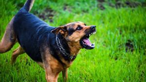 Gossos perillosos: un estudi demostra que l’agressivitat no ve determinada per la raça
