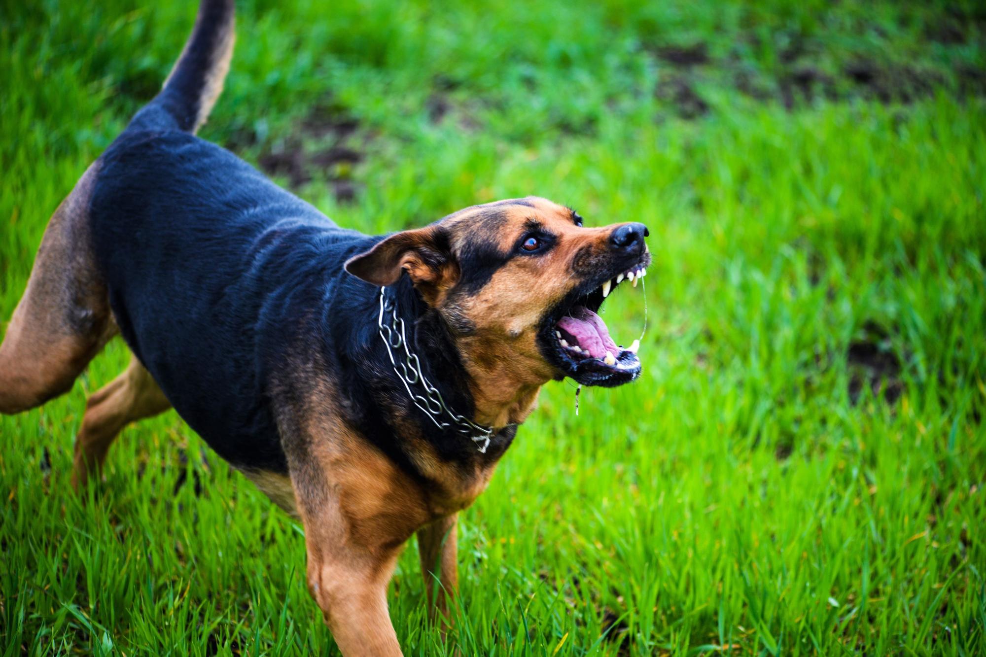 Un perro con aspecto agresivo