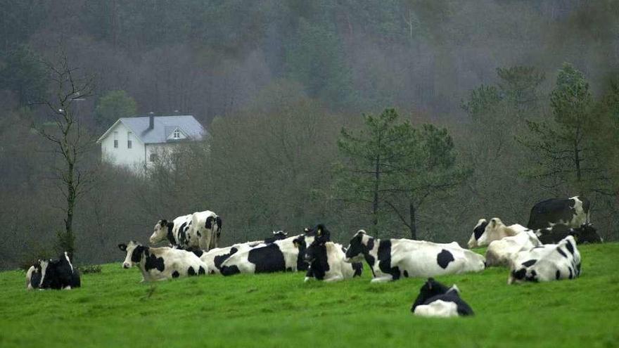 Rebaño de vacas en un prado. // Carlos Pardellas