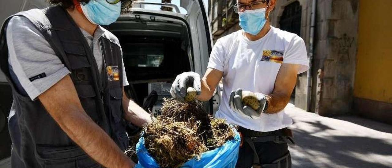 Dos técnicos de Larus Control muestran un nido recién retirado. // Gustavo Santos