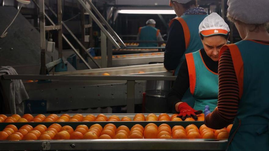 Línea de selección de mandarinas en una cooperativa valenciana.