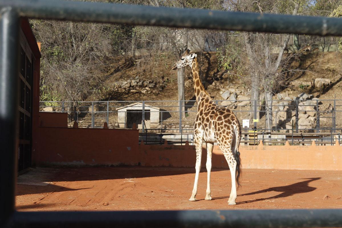 Bulería, la primera jirafa del Zoo de Córdoba Bulería, la primera jirafa del Zoo de Córdoba