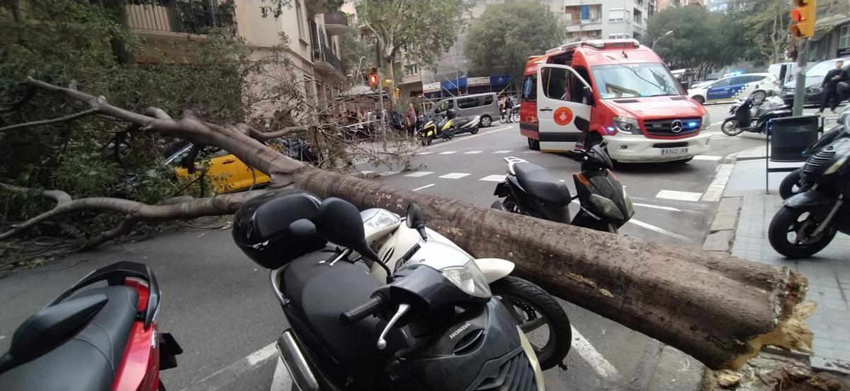 Cae un árbol en la calle Viladomat a la altura de Aragó impidiendo la circulación.