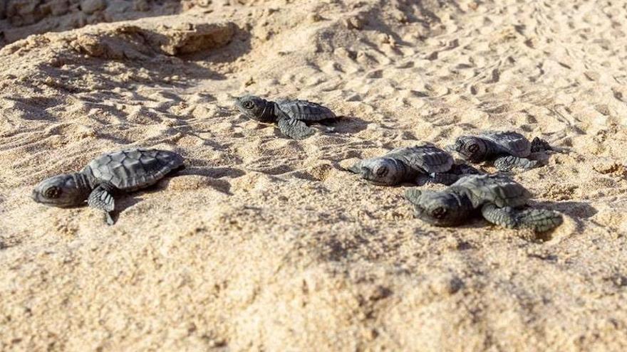 Un campamento base a tiempo completo para proteger huevos de tortuga boba