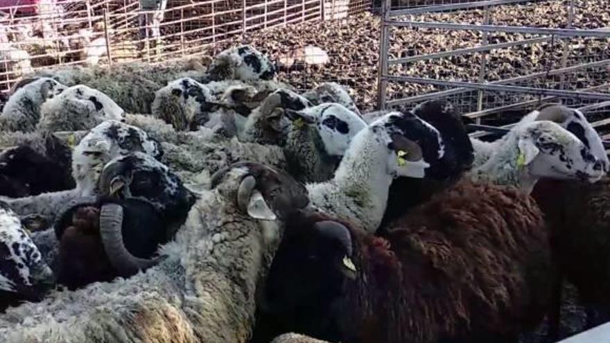 Un grup d&#039;ovelles i cabres del ramat decomissat a la granja de Lliçà d&#039;Amunt