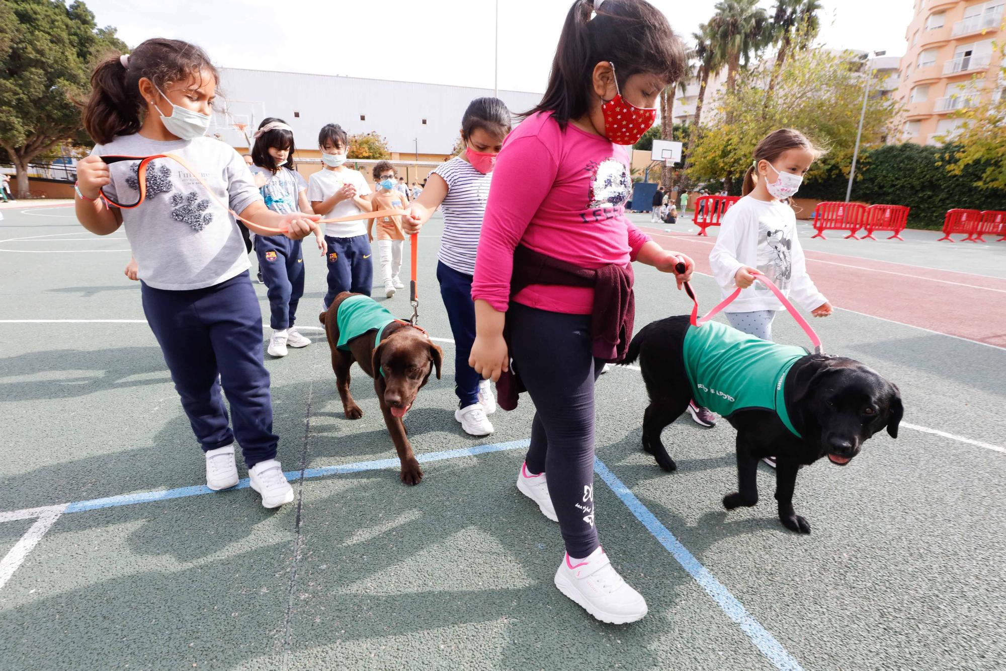 Nica, una nueva terapeuta de cuatro patas para los colegios de Ibiza y Formentera