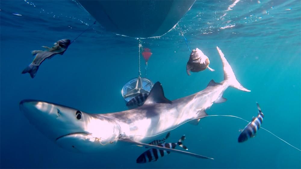 La mitad de los tiburones tintoreras grabados en alta mar de Balears llevaban anzuelos de palangre