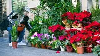 Las 7 plantas de Navidad para decorar tu hogar estas fiestas