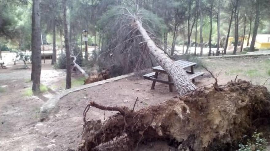 Árbol caído en el paraje natural de Onda.