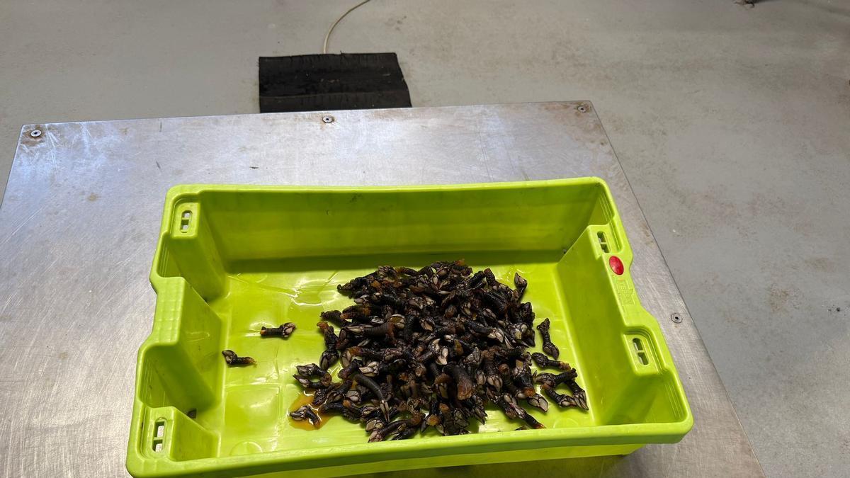 El curioso (y solidario) destino de una incautación de percebe de la Guardia Civil en Ribadesella: un festín inesperado