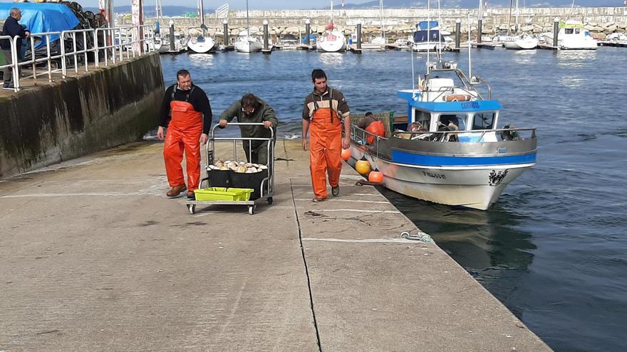 Los escasos días de trabajo y un precio a la baja frustran la campaña de la vieira de Bueu