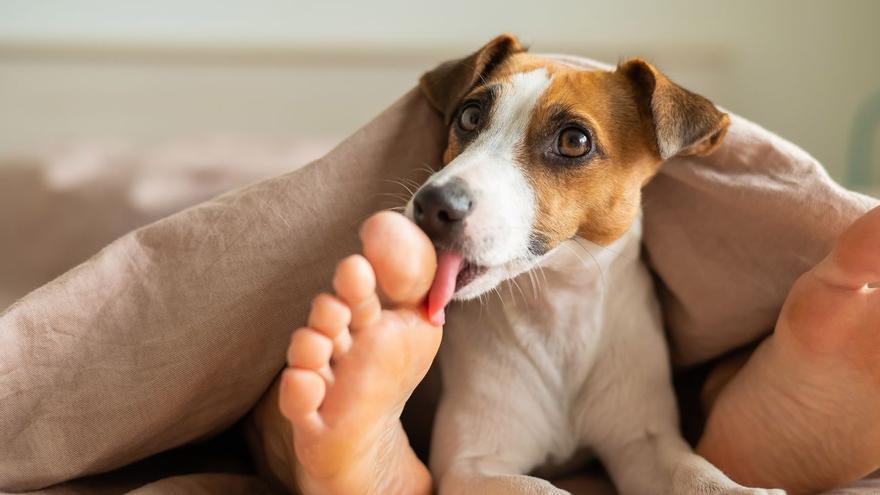 ¿Por qué mi perro me lame los pies? La ciencia desvela el motivo