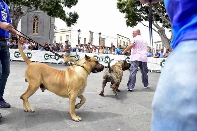 Celebración del I Certamen Nacional de perro ...