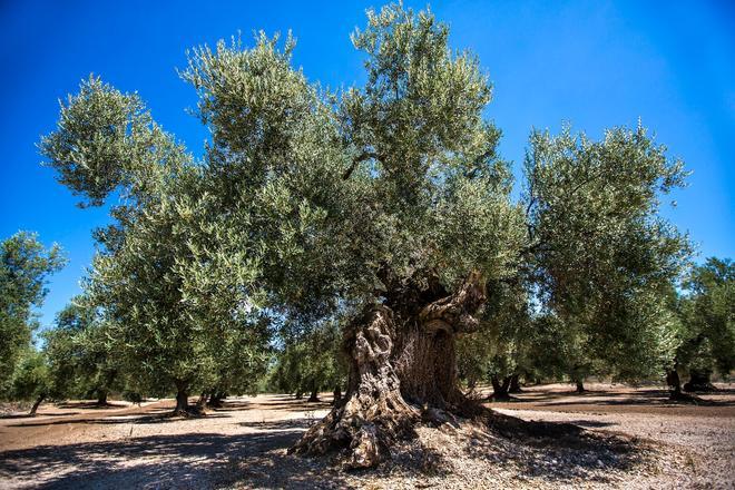 Jaén, mar de olivos milenarios