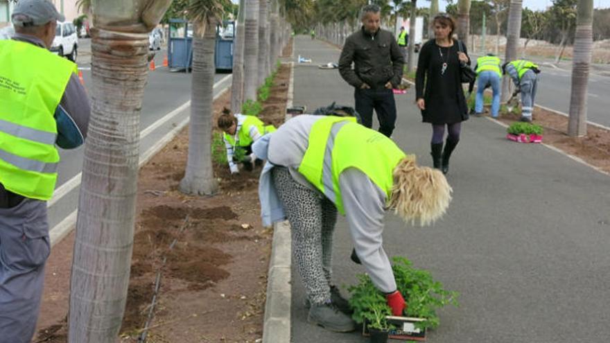 Operarios plantan geranios ayer en los viales de Vecindario. | lp / dlp