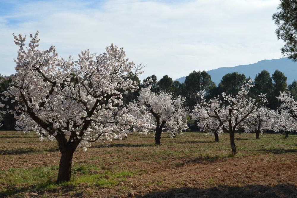 Y llegó la Floración, un manto de colores