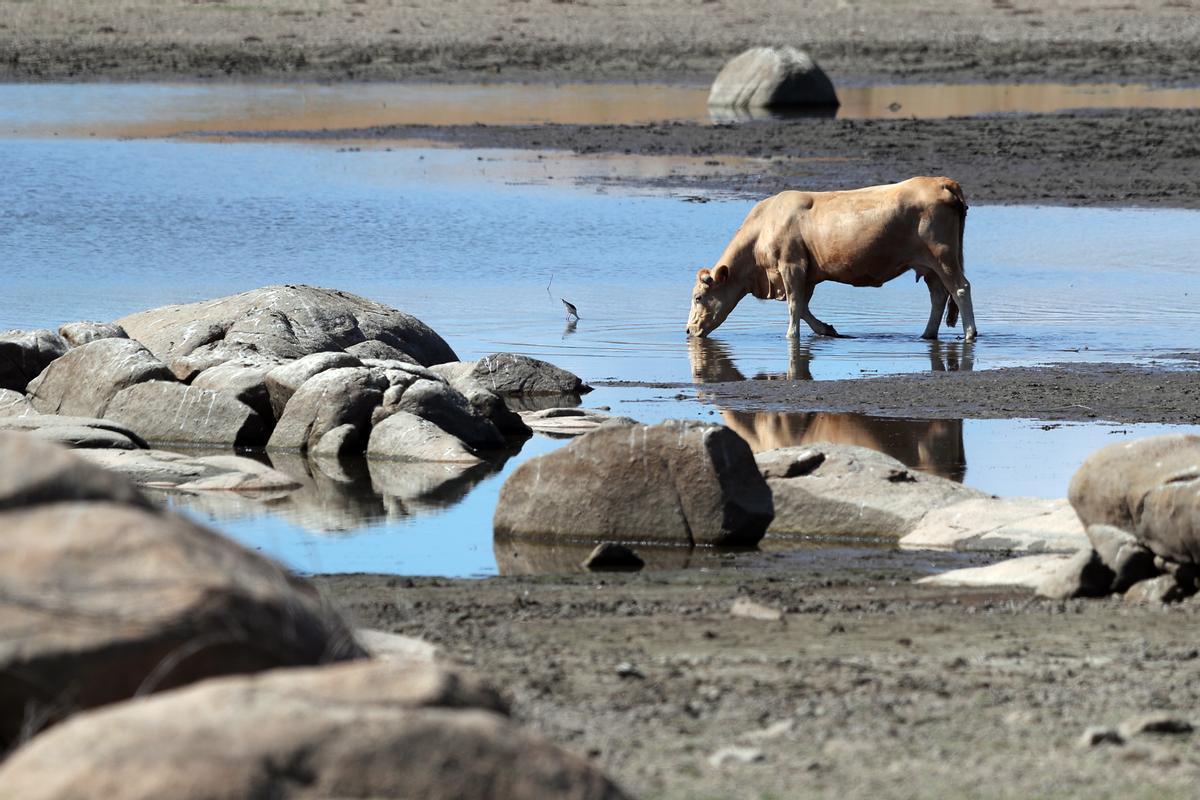 Una vaca bebe agua en la ribera de un embalse en Portugal