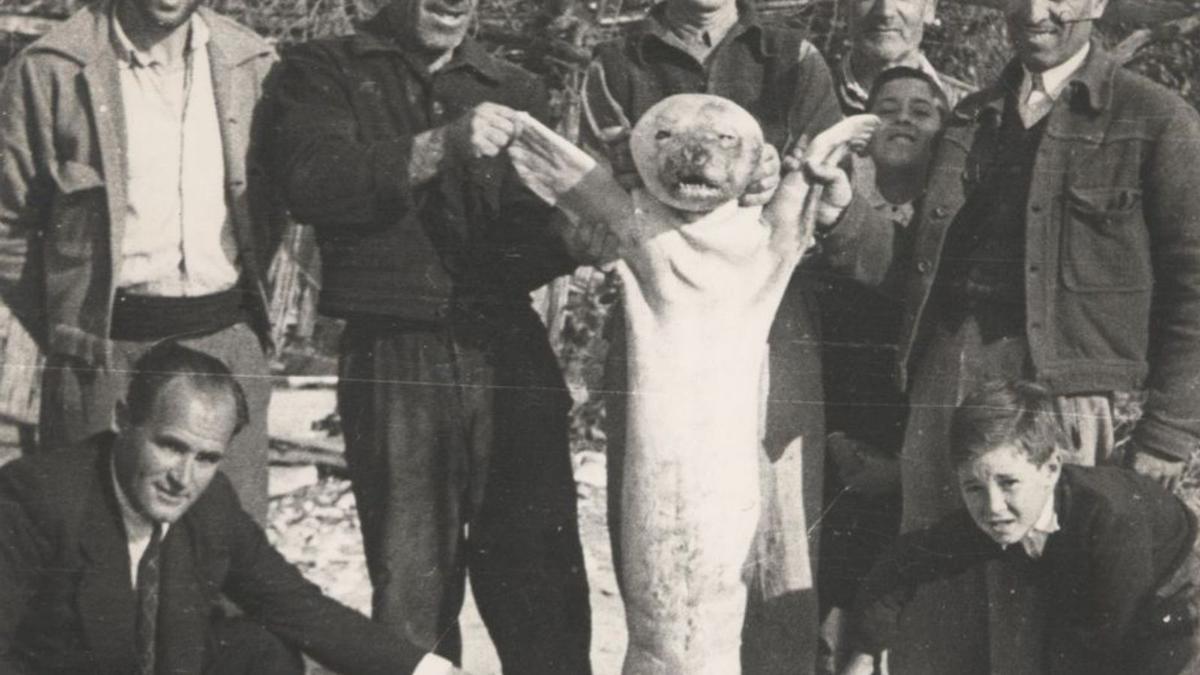 Cría de foca monje capturada en el Albir en 1951.