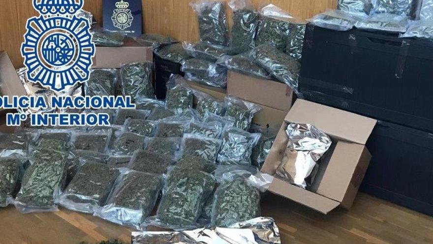 La marihuana incautada por la Policía Nacional de Elche