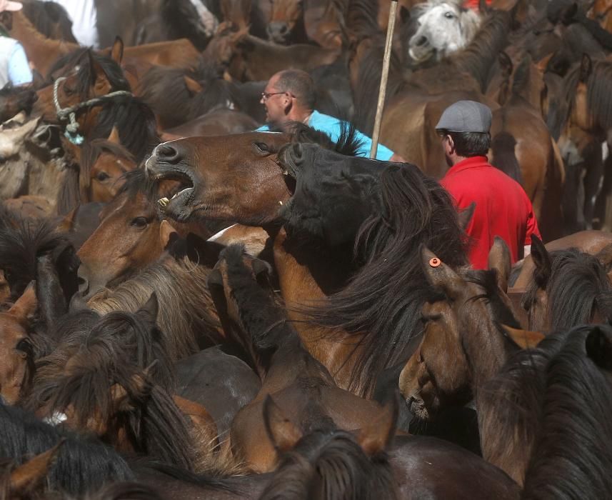 La cita confirma la recuperación de la cabaña de la Serra da Groba con 400 caballos rapados y marcados a fuego en una jornada de fiesta con cientos de espectadores