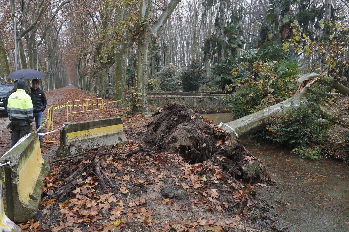 Girona. Devesa. Cau un arbre al cosat del que va caure al mes de novembre a La Rosaleda.