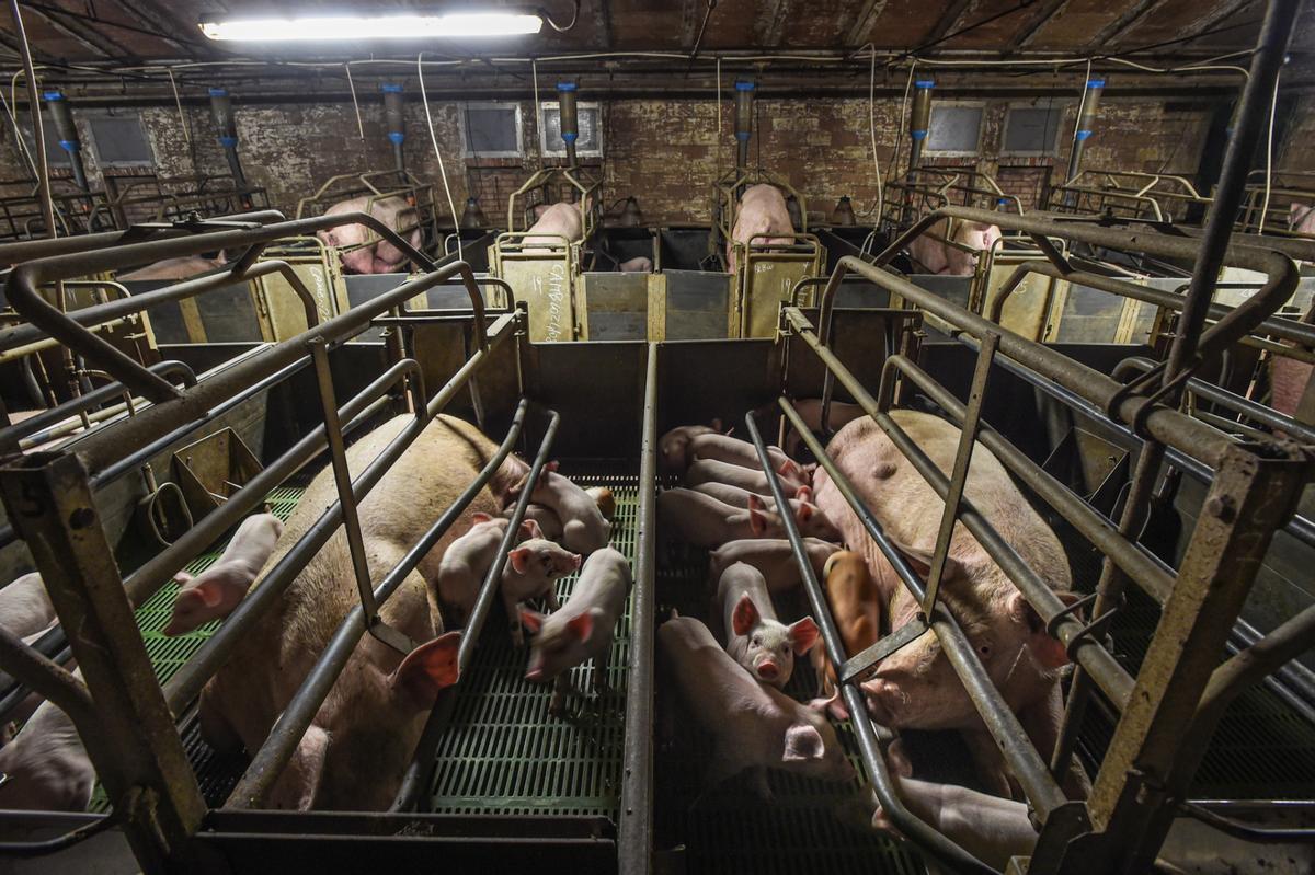 Granja industrial de porcino en Italia