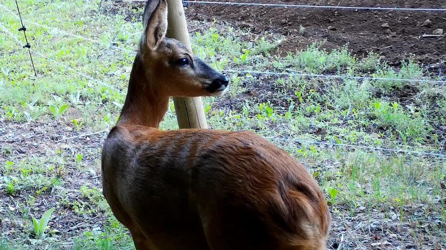 Un cabirol en un camp de les comarques gironines