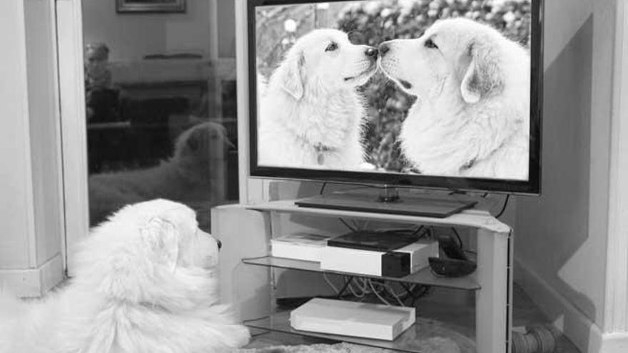 A los perros les gusta ver a sus semejantes en televisión.