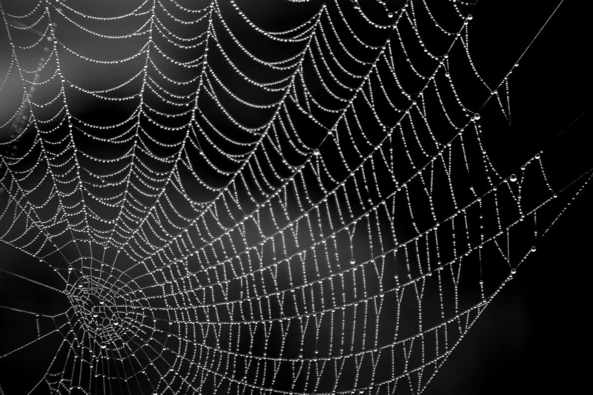 La tela de araña contiene seda muy resistente