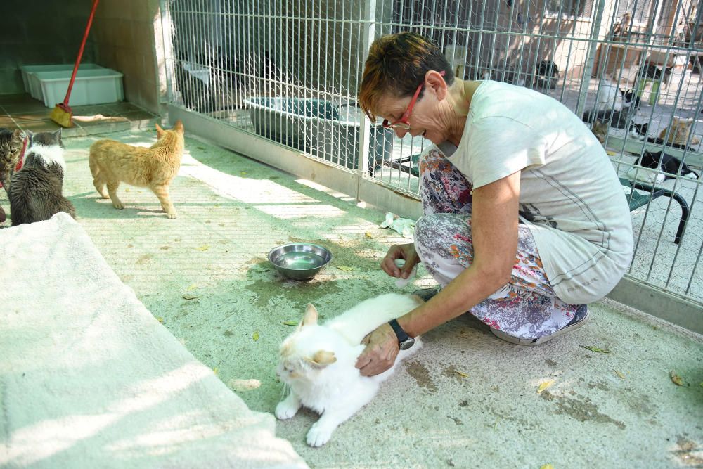 El nombre de gossos adoptats a Manresa cau el 38% i augmenten els gats trobats al carrer