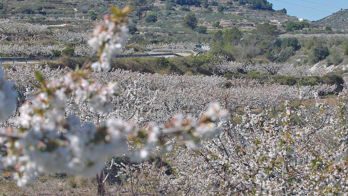 Cerezos en flor en la Vall de Gallinera.