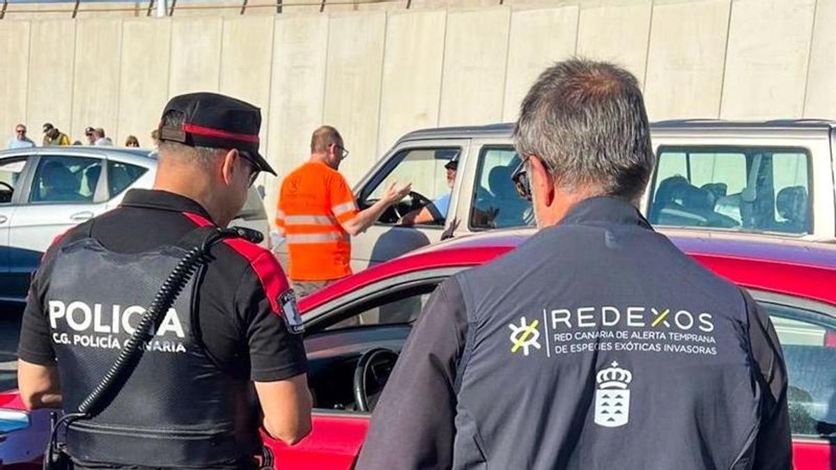 La Policía Autonómica realiza inspecciones para frenar la expansión de la culebra real de California en Gran Canaria.