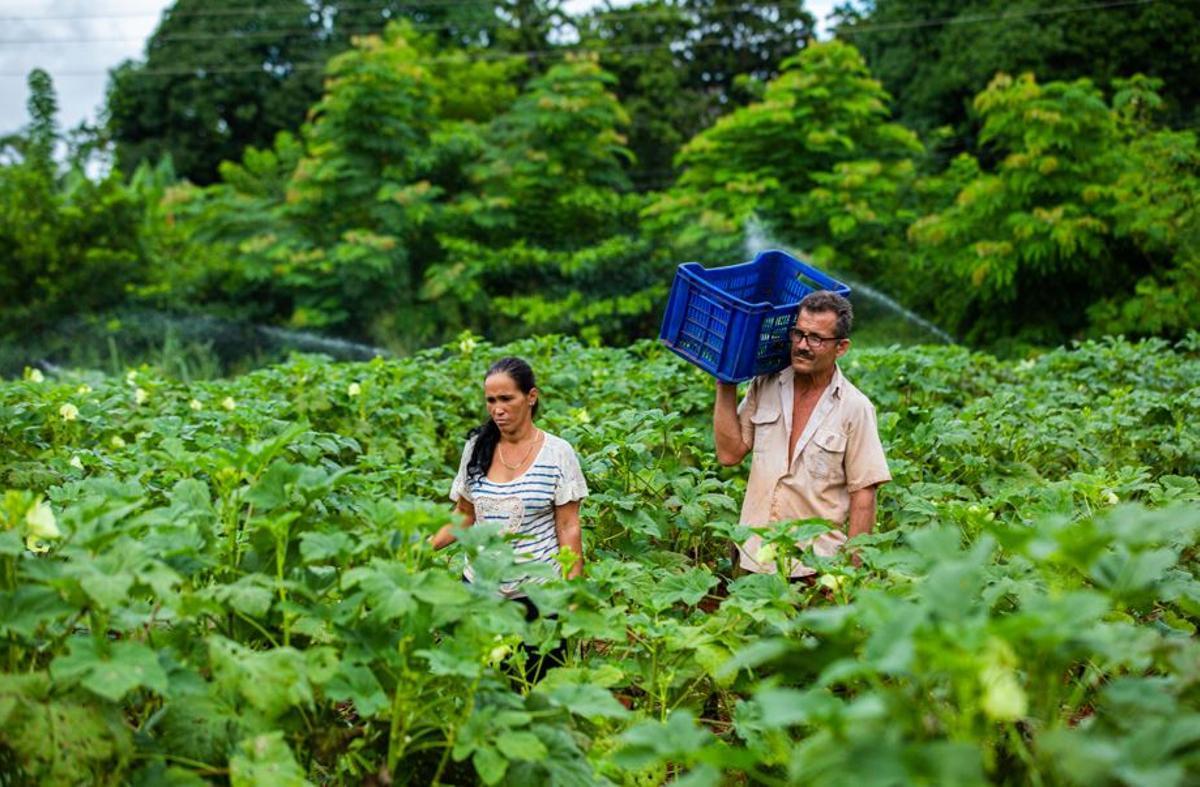 Campesinos, por un campo de cultivo tropical.