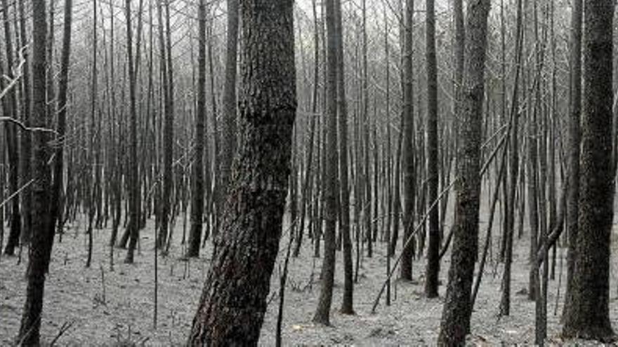 Boscos de pins totalment calcinats a la zona d&#039;Acebo (Càceres) a causa de l&#039;incendi que crema des de fa tres dies a la serralada de Gata, a Extremadura