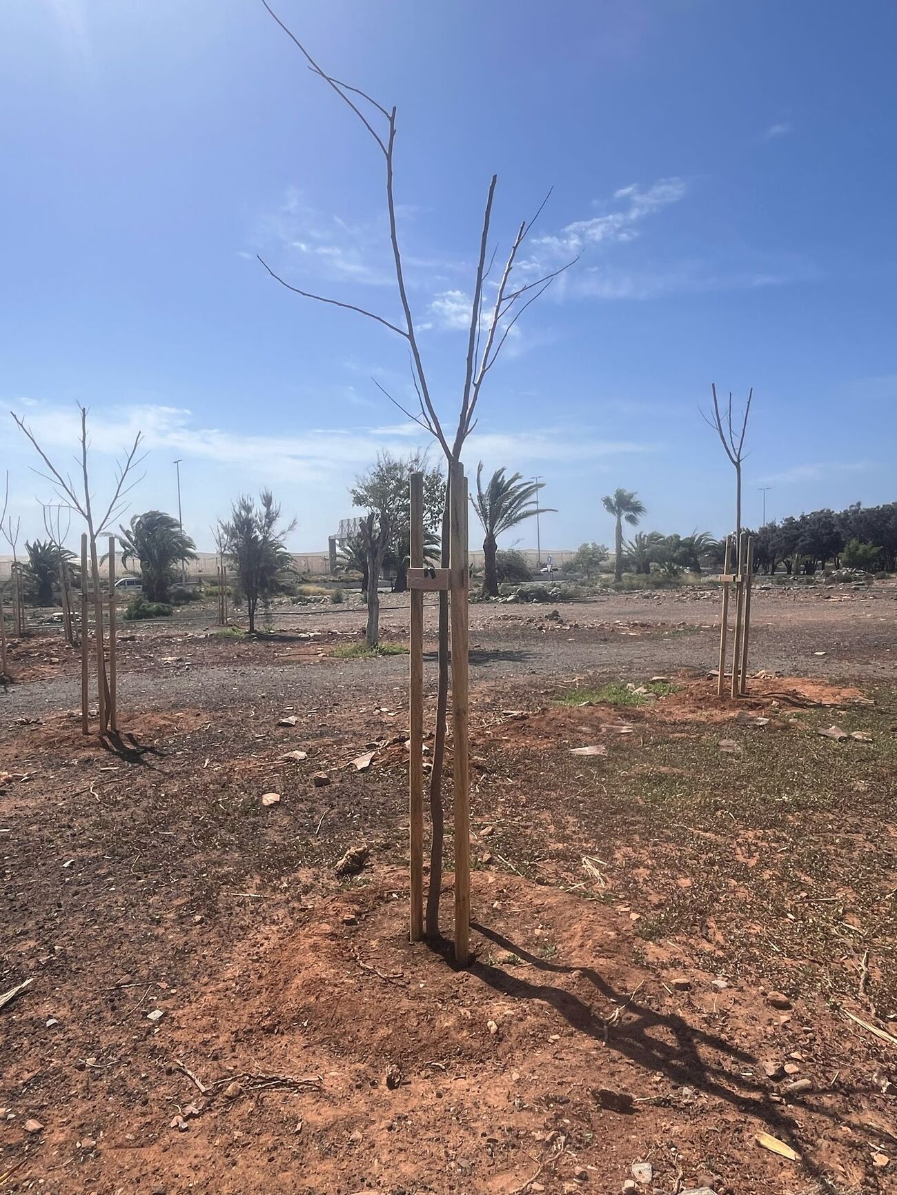 Vecindario tiene el mayor pulmón verde del Sureste