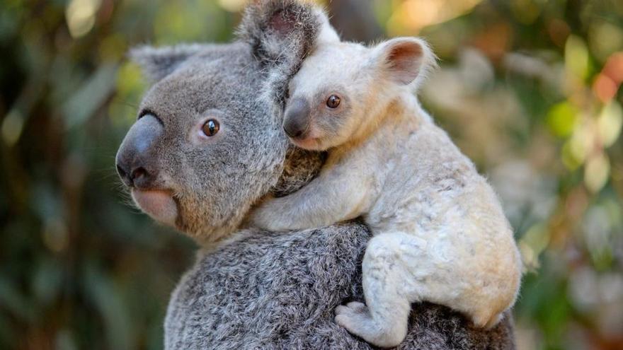 Una koala salva a su cría, atrapada en una alambrada de espino