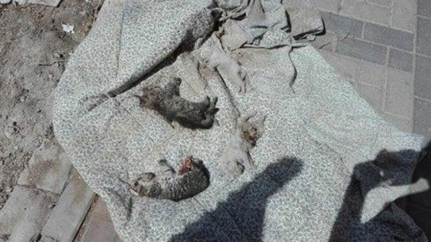 Denuncian el aplastamiento de una camada de gatos en Águilas